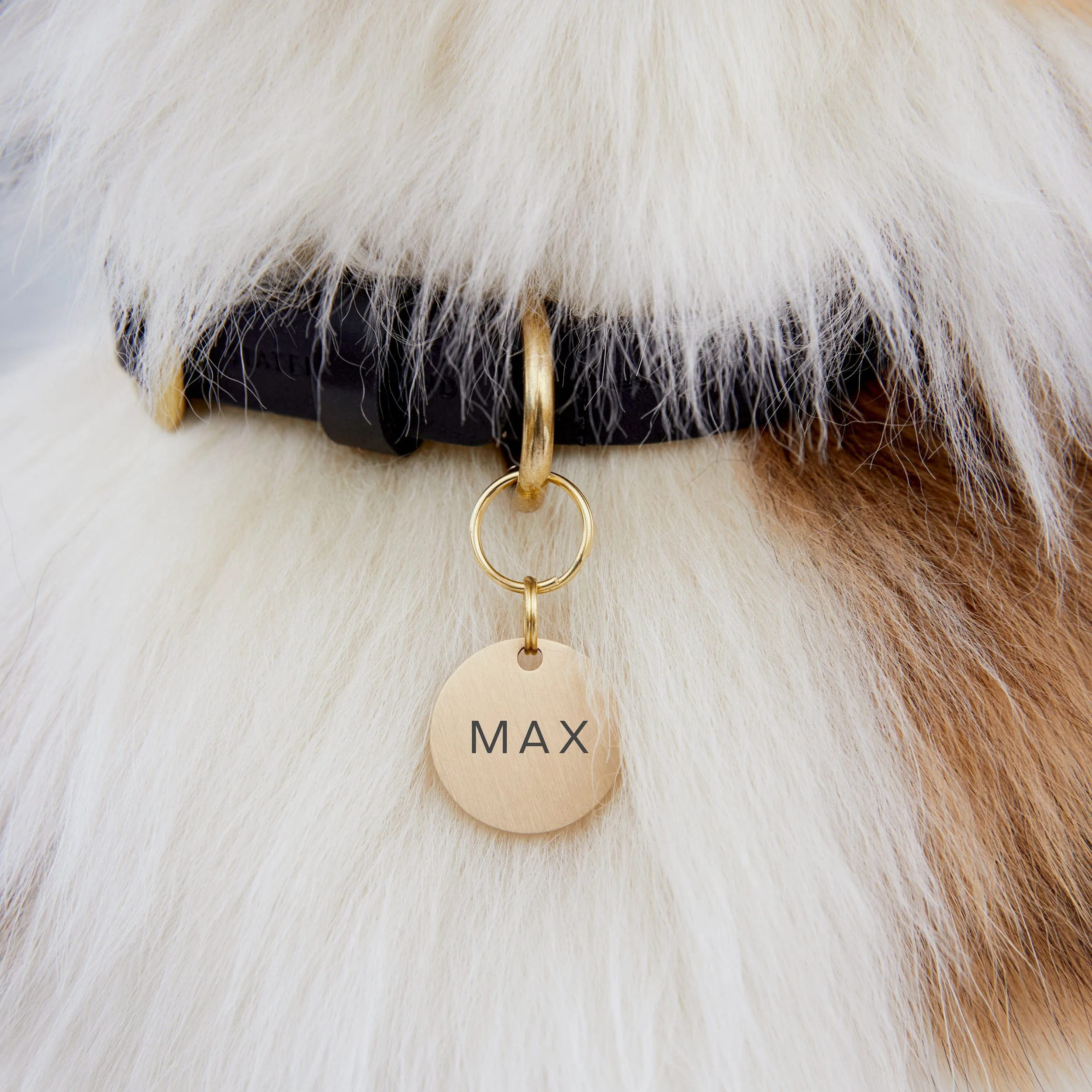 Midnight Black Leather Dog Collar – Stylish & Comfortable